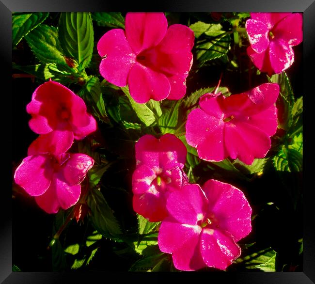 Pink Impatiens Framed Print by Stephanie Moore