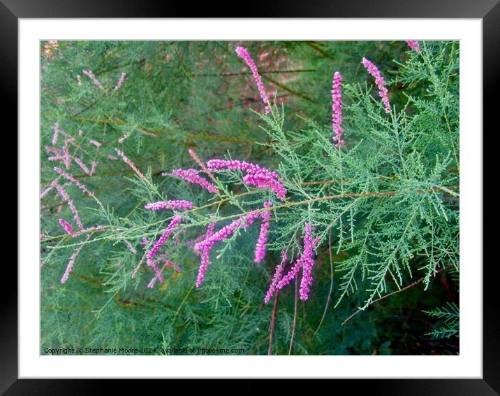 Unusual pink flowers Framed Mounted Print by Stephanie Moore