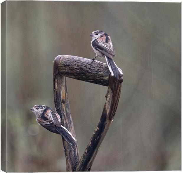 Long-Tailed Tits,birds sitting on garden spade ,in Canvas Print by kathy white