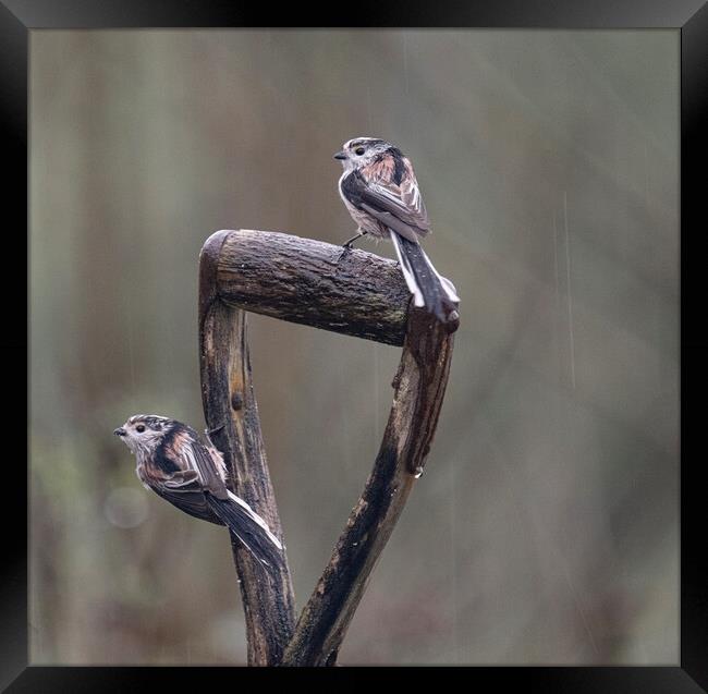 Long-Tailed Tits,birds sitting on garden spade ,in Framed Print by kathy white