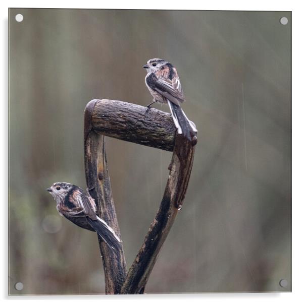 Long-Tailed Tits,birds sitting on garden spade ,in Acrylic by kathy white