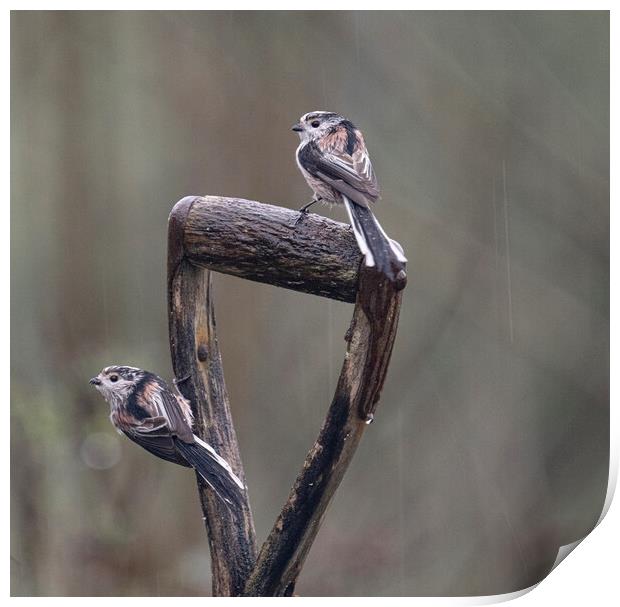 Long-Tailed Tits,birds sitting on garden spade ,in Print by kathy white