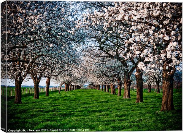 cherry dreams Canvas Print by Jo Beerens