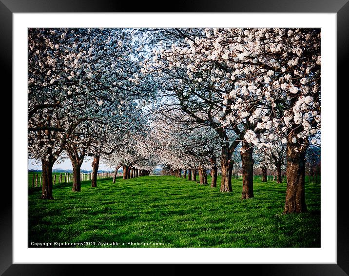 cherry dreams Framed Mounted Print by Jo Beerens