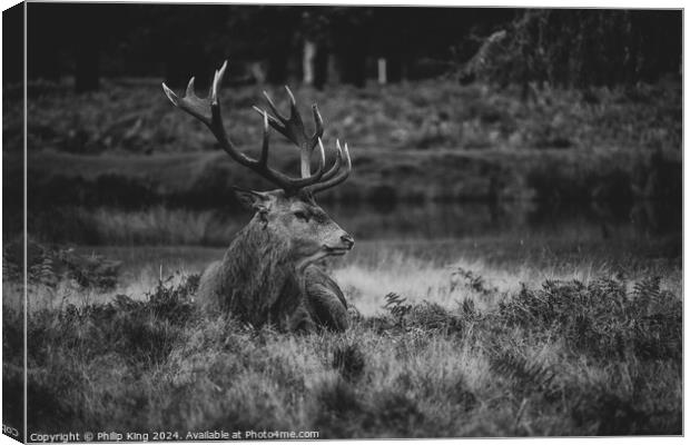 Stag at Bushy Park Canvas Print by Philip King