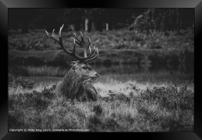 Stag at Bushy Park Framed Print by Philip King