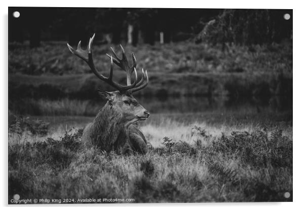 Stag at Bushy Park Acrylic by Philip King