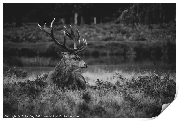 Stag at Bushy Park Print by Philip King