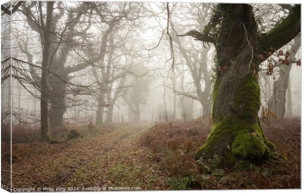 Winter Fog at Savernake Forest  Canvas Print by Philip King