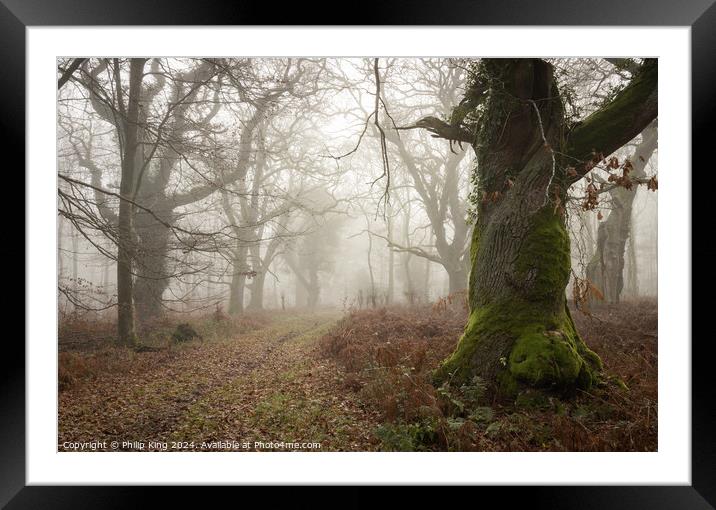 Winter Fog at Savernake Forest  Framed Mounted Print by Philip King