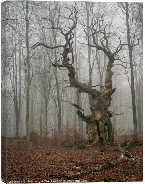 Ancient Oak Tree at Savernake Forest Canvas Print by Philip King