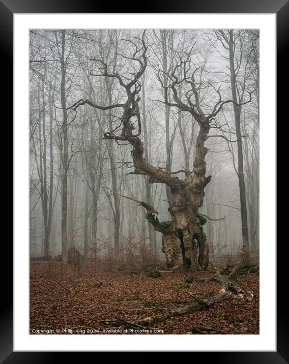 Ancient Oak Tree at Savernake Forest Framed Mounted Print by Philip King