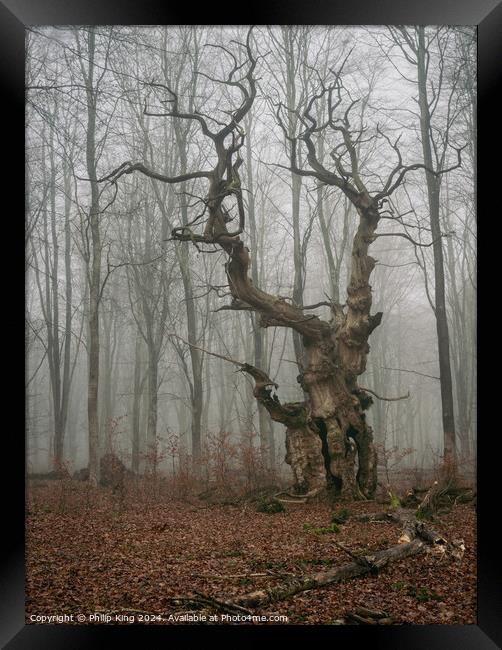 Ancient Oak Tree at Savernake Forest Framed Print by Philip King