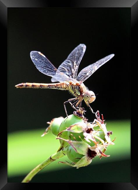 Dragon Fly Sympetrum striolatum - Common Darter Framed Print by Mike Gorton