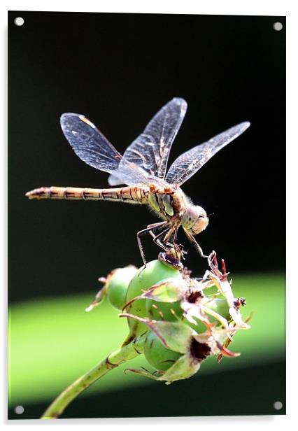 Dragon Fly Sympetrum striolatum - Common Darter Acrylic by Mike Gorton