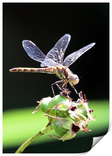 Dragon Fly Sympetrum striolatum - Common Darter Print by Mike Gorton