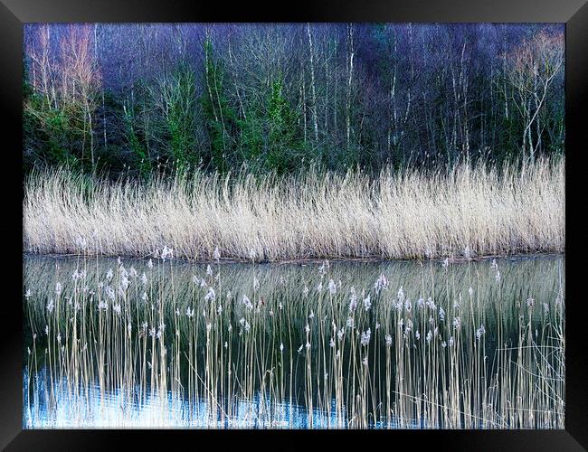 Clockburn Lake in Derwenthaugh Country Park Framed Print by Mark Sunderland
