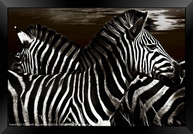Sentry Duty of the Zebra Framed Print by David Mccandlish