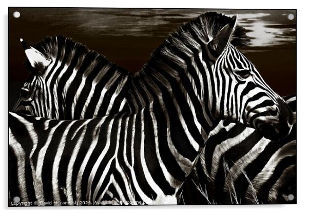 Sentry Duty of the Zebra Acrylic by David Mccandlish