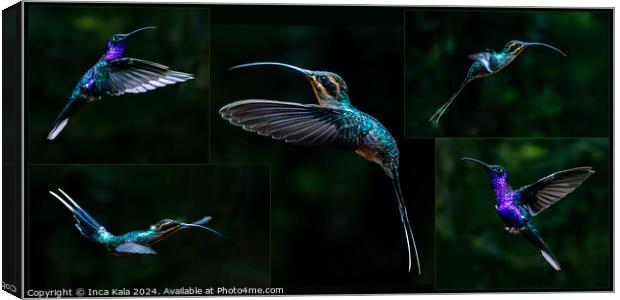 A Montage of Costa Rican Hummingbirds Canvas Print by Inca Kala