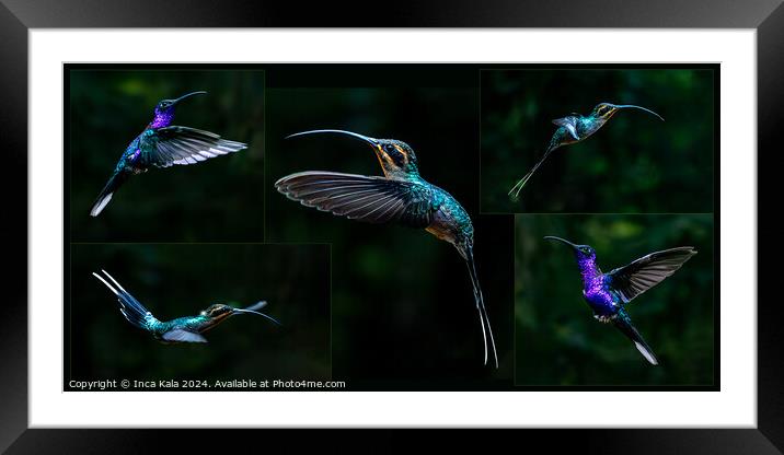 A Montage of Costa Rican Hummingbirds Framed Mounted Print by Inca Kala
