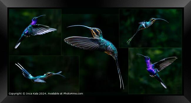 A Montage of Costa Rican Hummingbirds Framed Print by Inca Kala