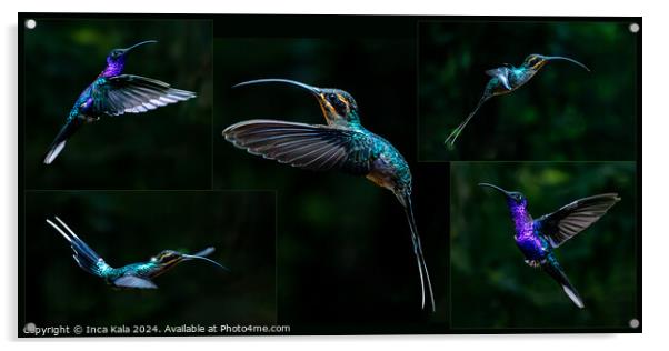 A Montage of Costa Rican Hummingbirds Acrylic by Inca Kala