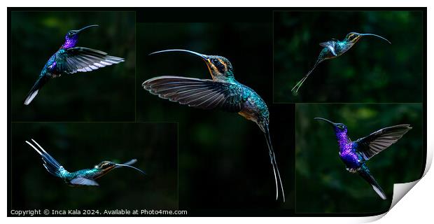 A Montage of Costa Rican Hummingbirds Print by Inca Kala