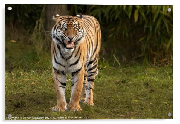 Tiger Acrylic by Adrian Dockerty