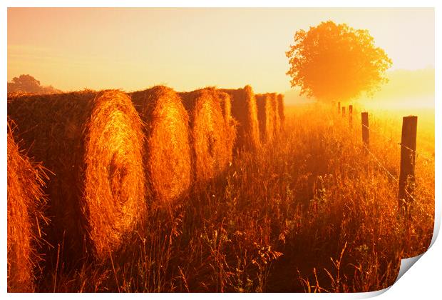 wheat straw bales at the edge of farmland Print by Dave Reede