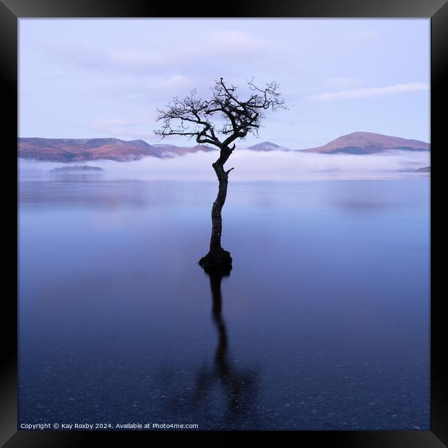 Lone Tree Milarrochy Bay Loch Lomond Framed Print by Kay Roxby