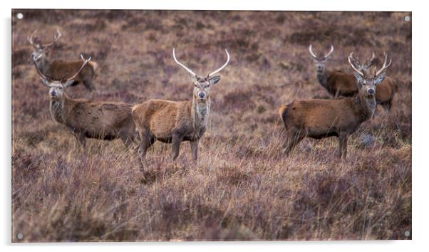 Red Deer Stags Acrylic by John Frid