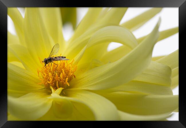 Hover fly on a yellow dahlia Framed Print by Dave Collins