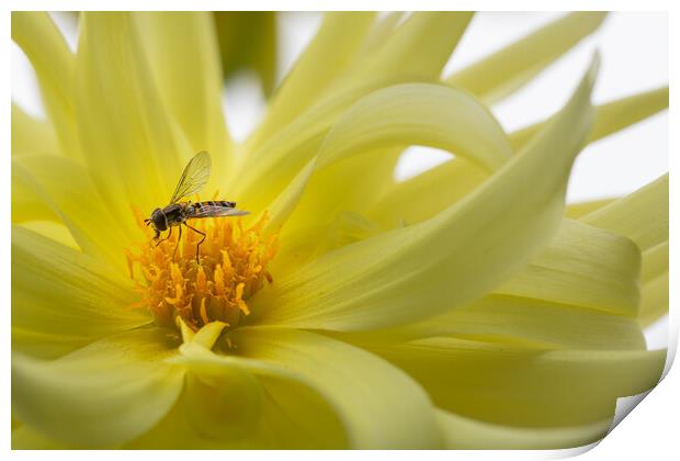 Hover fly on a yellow dahlia Print by Dave Collins