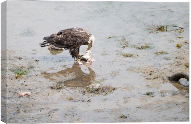 Bald Eagle eating discarded fish processing waste in Seldovia, Alaska, USA Canvas Print by Dave Collins