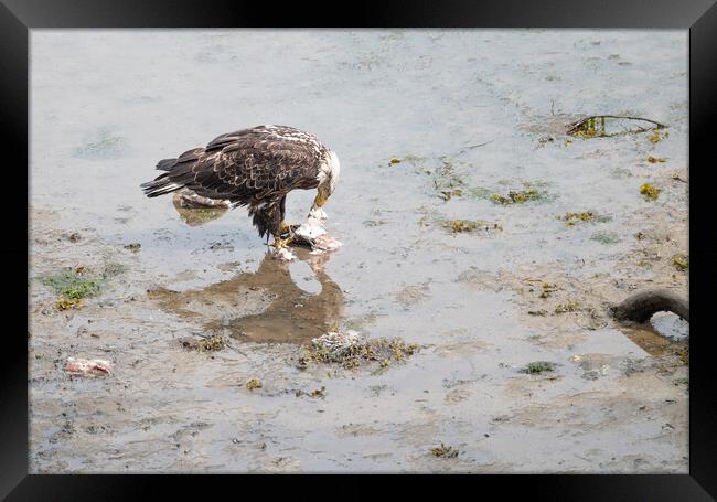 Bald Eagle eating discarded fish processing waste in Seldovia, Alaska, USA Framed Print by Dave Collins