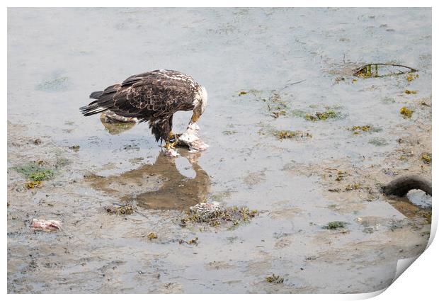 Bald Eagle eating discarded fish processing waste in Seldovia, Alaska, USA Print by Dave Collins