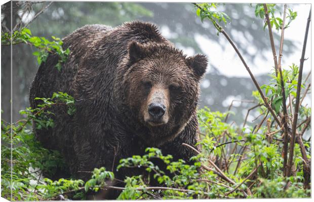 Grizzly bear in the rain at the  Grouse Mountain Wildlife Refuge, Vancouver, Canada Canvas Print by Dave Collins