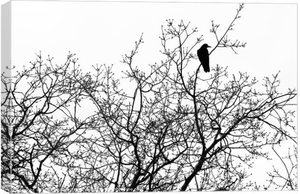 Crow in bare tree Canvas Print by Mark Phillips