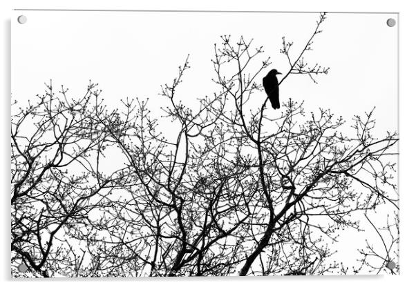 Crow in bare tree Acrylic by Mark Phillips