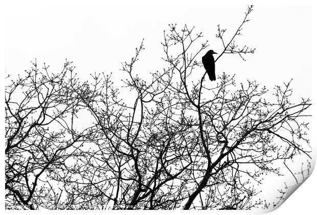 Crow in bare tree Print by Mark Phillips