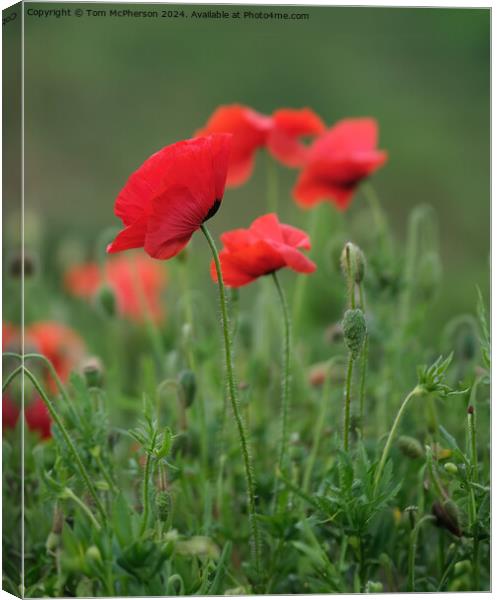 Poppies Canvas Print by Tom McPherson