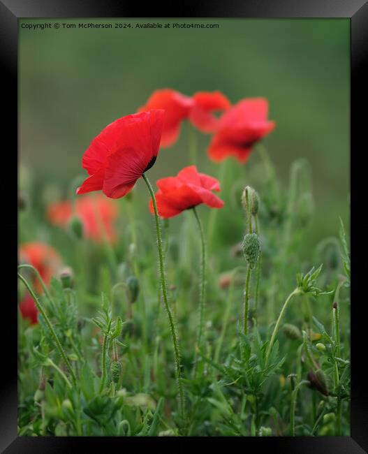 Poppies Framed Print by Tom McPherson
