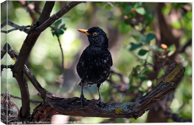 Common Blackbird in a Tree Canvas Print by Tom McPherson