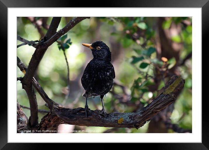 Common Blackbird in a Tree Framed Mounted Print by Tom McPherson