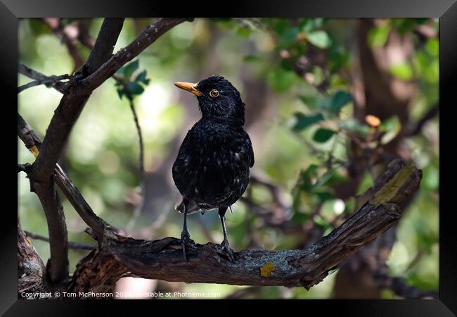 Common Blackbird in a Tree Framed Print by Tom McPherson