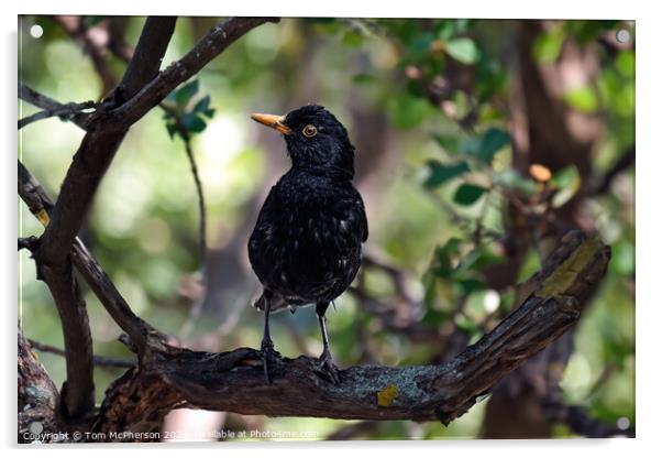 Common Blackbird in a Tree Acrylic by Tom McPherson