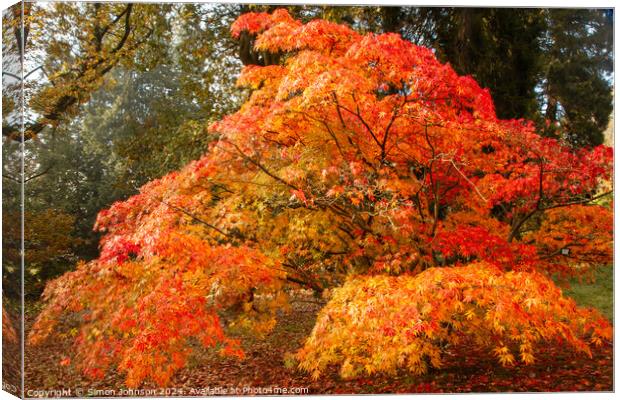 sunlit autumnal Acer Canvas Print by Simon Johnson