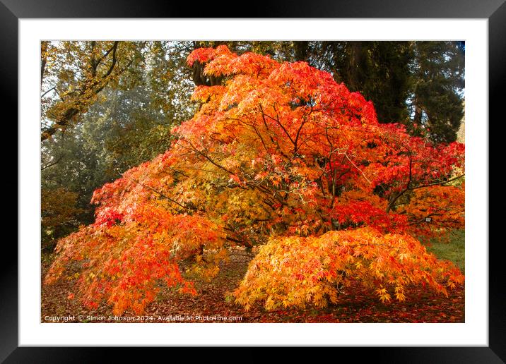 sunlit autumnal Acer Framed Mounted Print by Simon Johnson