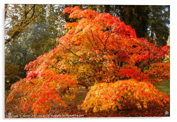 sunlit autumnal Acer Acrylic by Simon Johnson